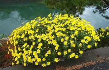 1605黄色い花.jpg